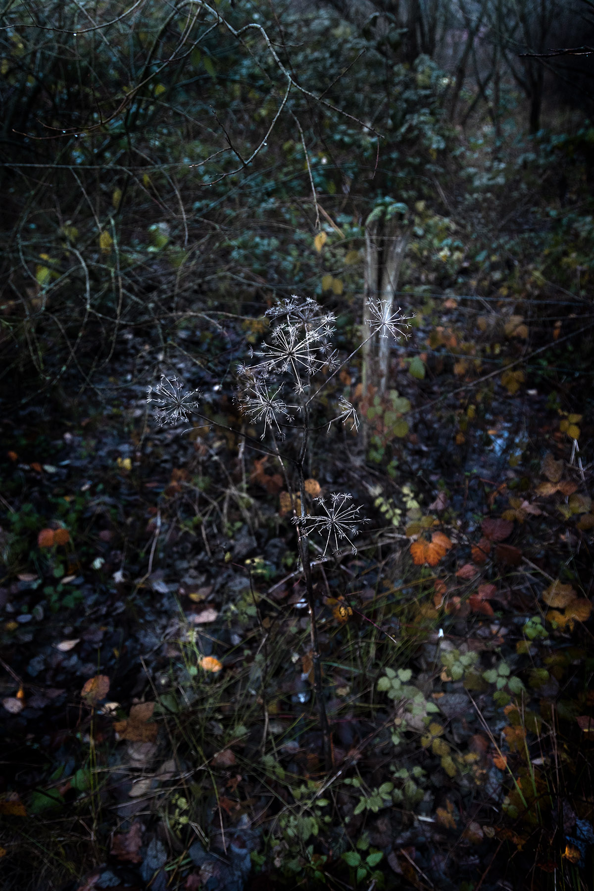 Landschap en flora onder de loep