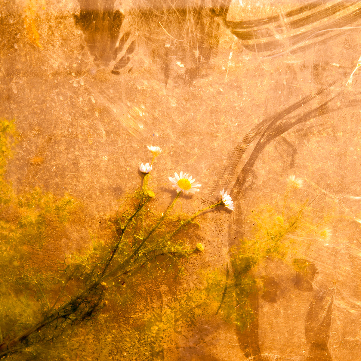 Marja Driessens-Diessel, Bushokjesbloem