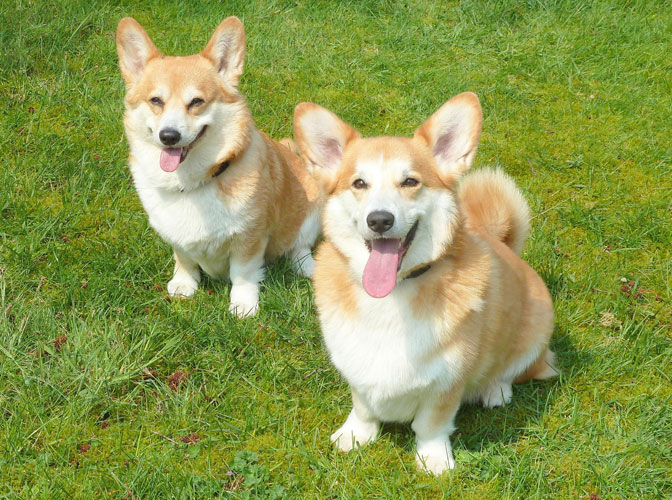 Welsh Corgi's