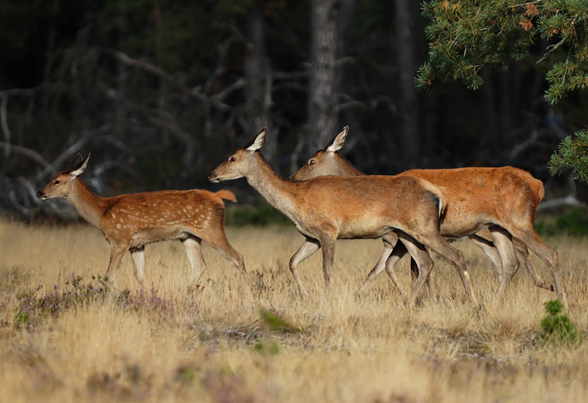 Fotografie als rode draad