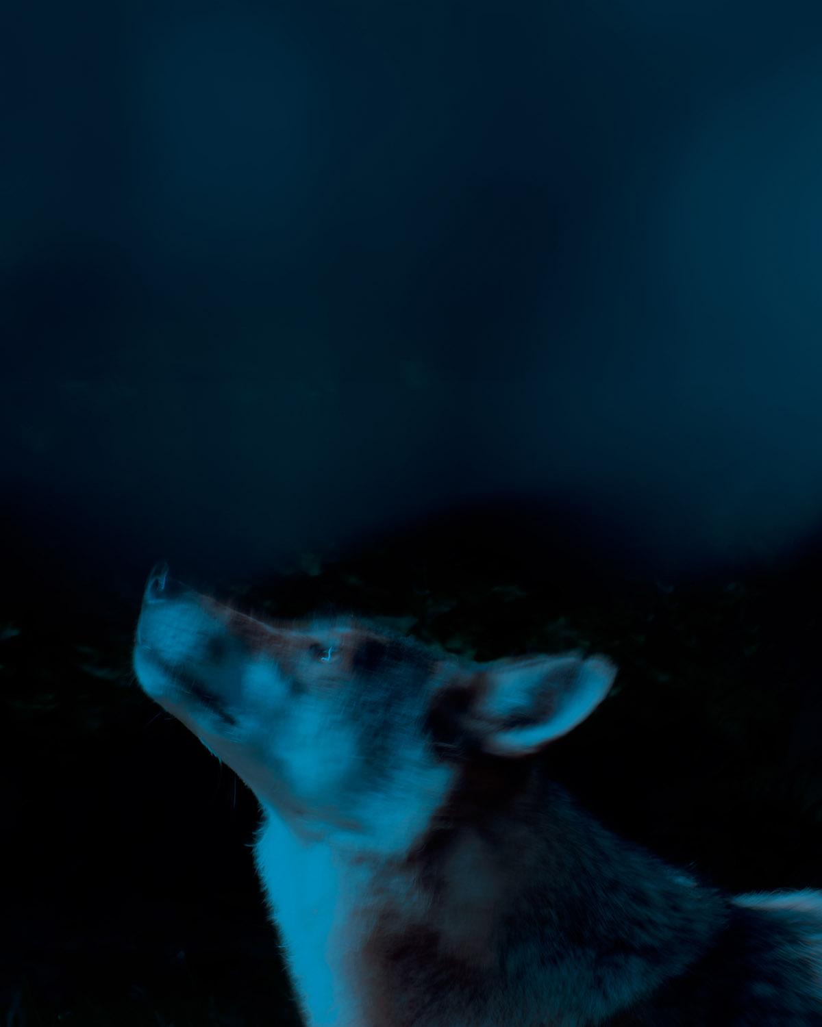 Robin van der Hijden