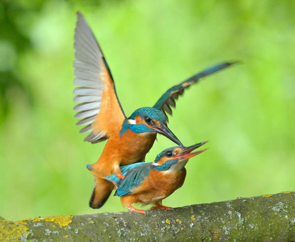 De Ruige Hof, wilde stadsnatuur aan de rand van Zuidoost