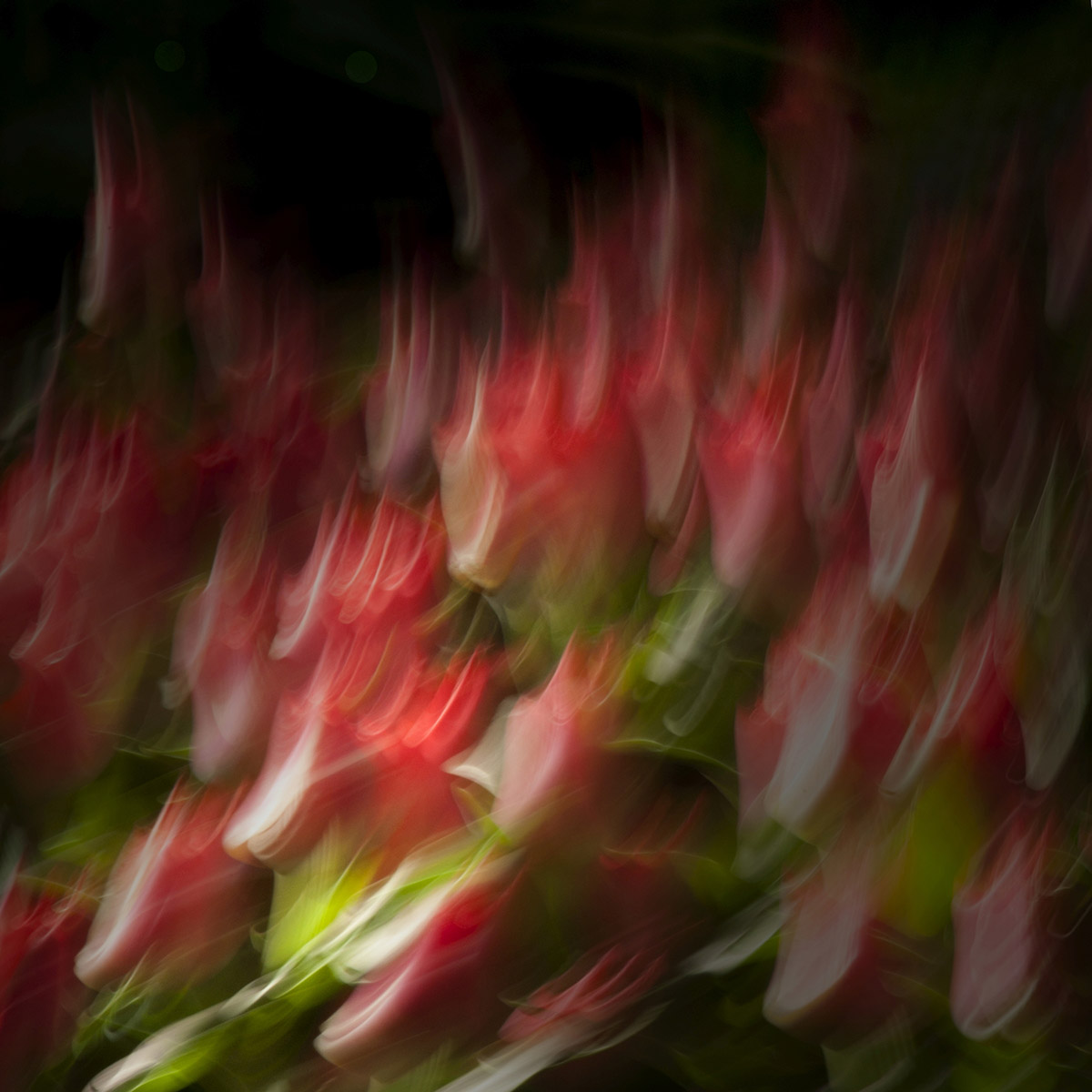 Marja Driessens-Diessel, Fotografie van (on)werkelijkheid