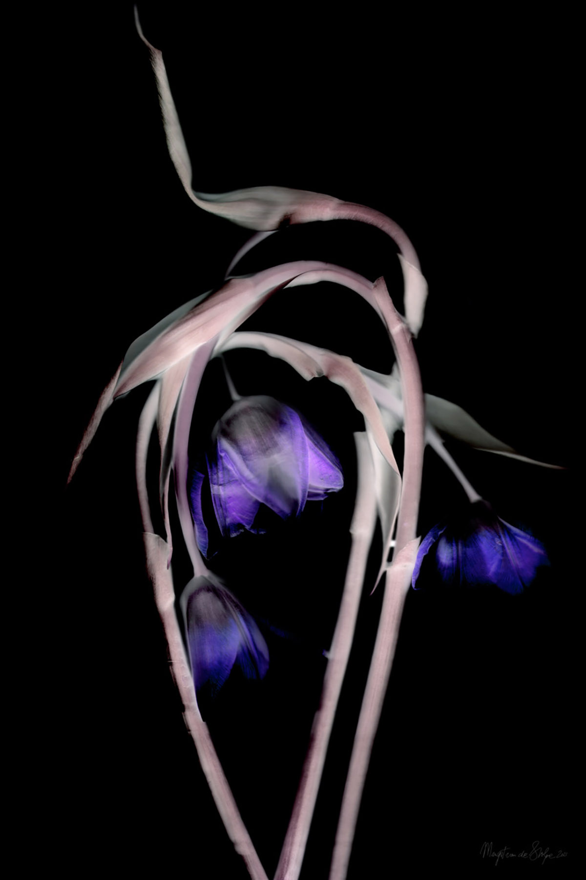 Margot van de Stolpe, Dancer