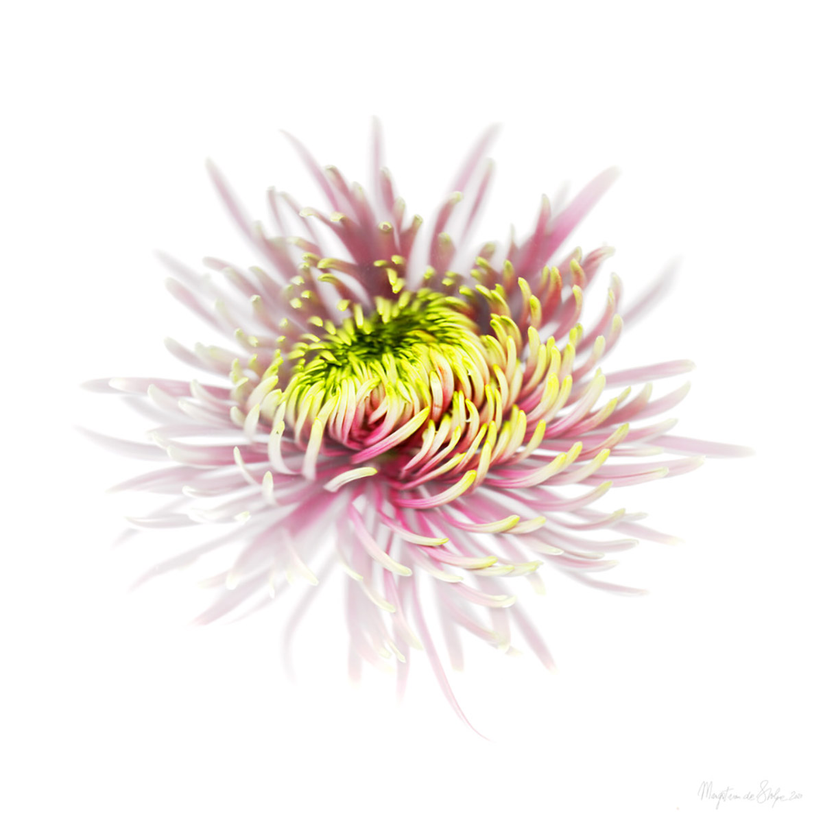 Margot van de Stolpe, Mum