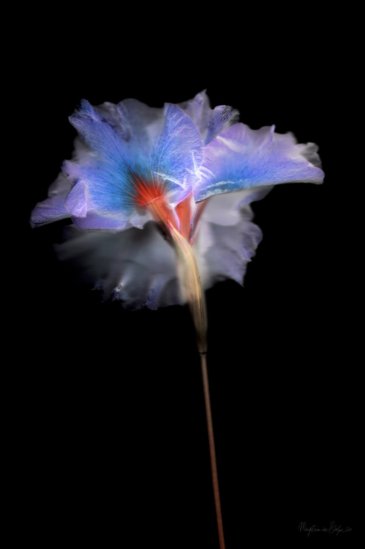 Margot van de Stolpe, Purple Hart