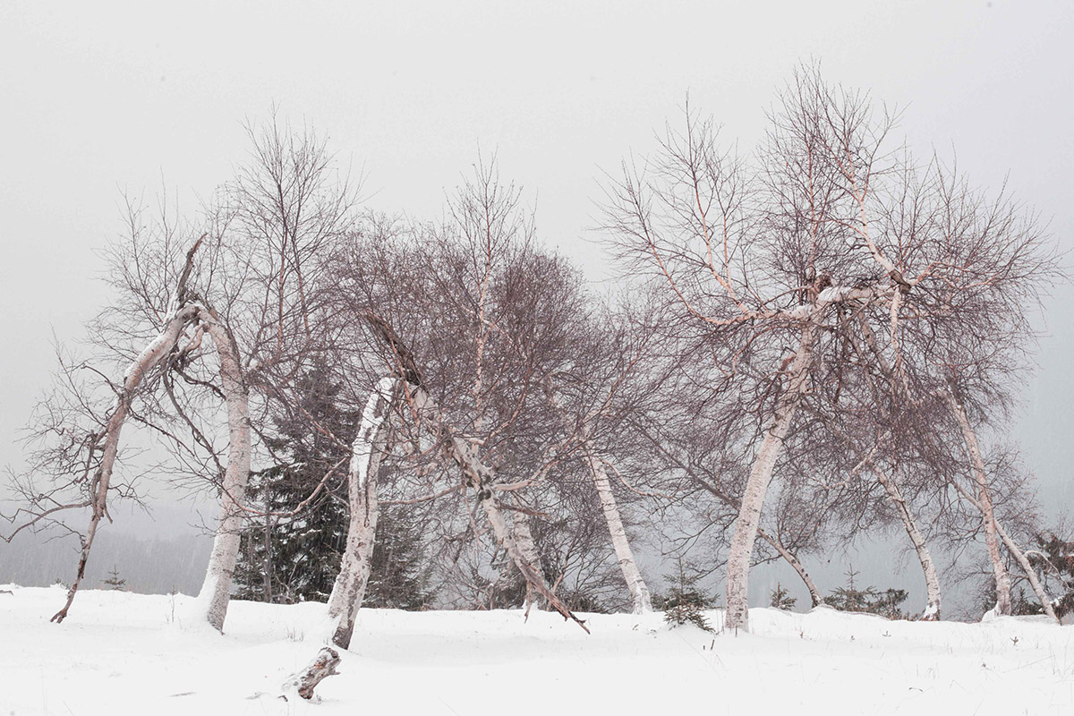 Nanouk Prins, Empty Forest