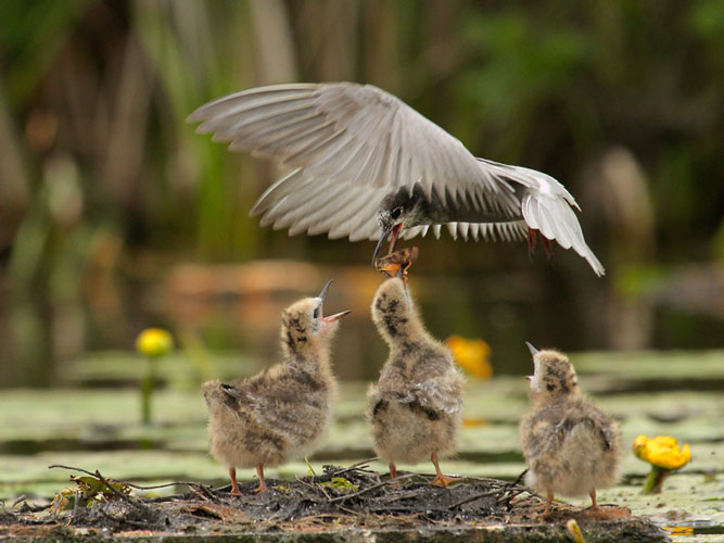 De Natuurfotografen Vereniging Utrecht heeft haar eerste expositie.