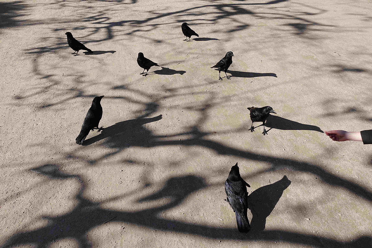 Anne Geene en Arjan de Nooy, Kraaien hand