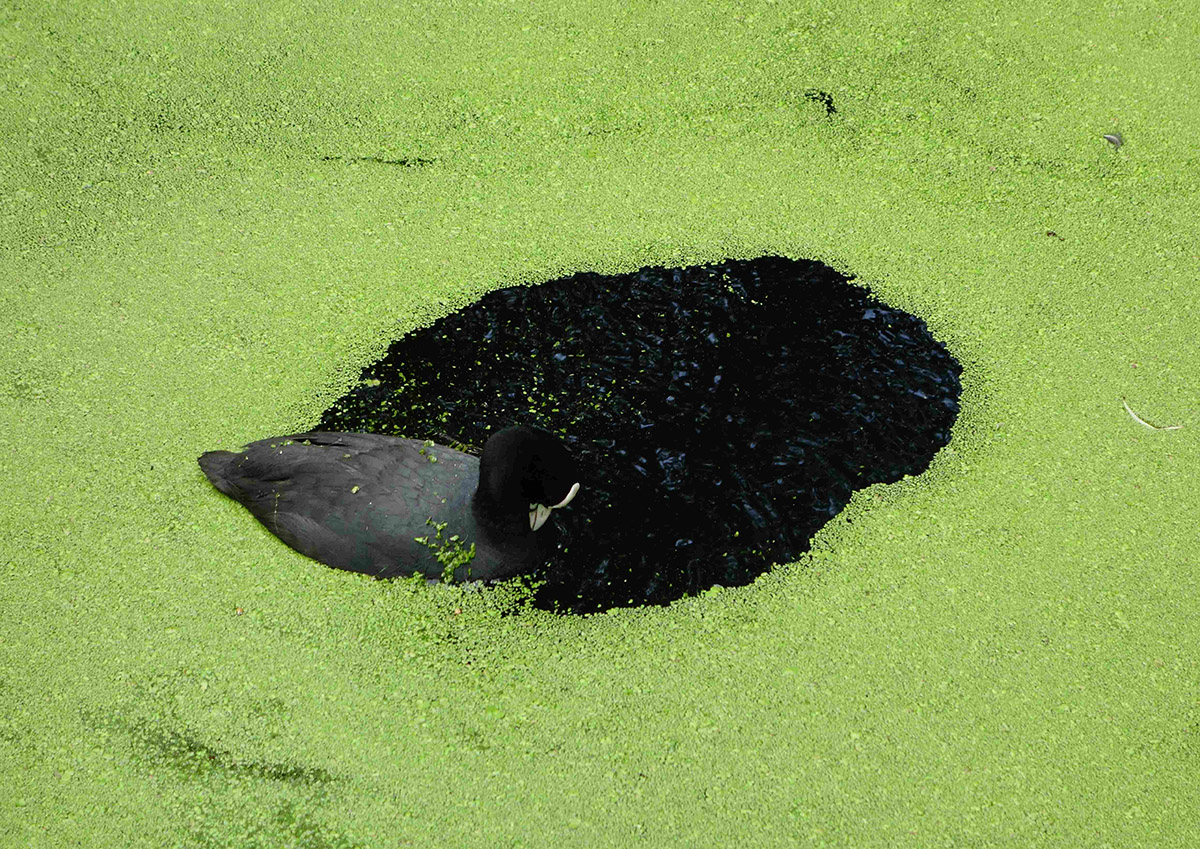 Anne Geene en Arjan de Nooy, Camouflage meerkoet