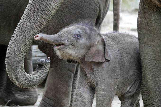 Ode aan het dierenpark Emmen