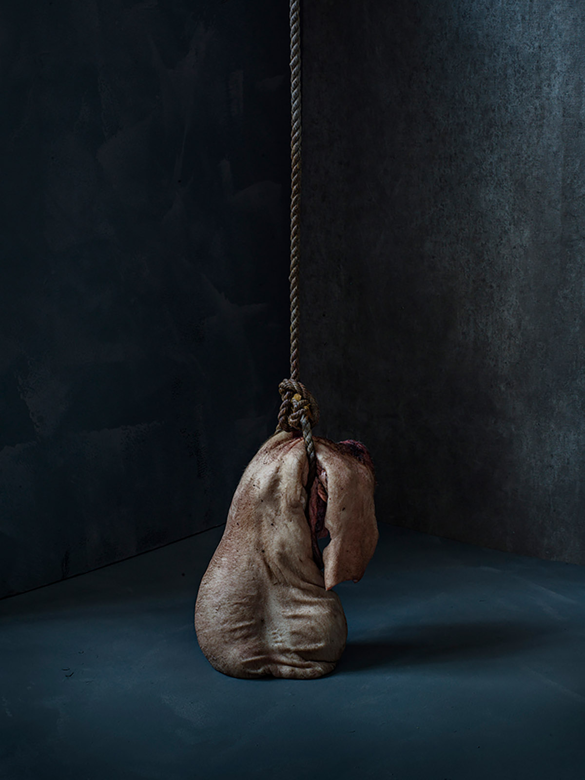 Stephan Vanfleteren, Bullball, 2026 (in dialoog met De Stier van Paulus Potter)