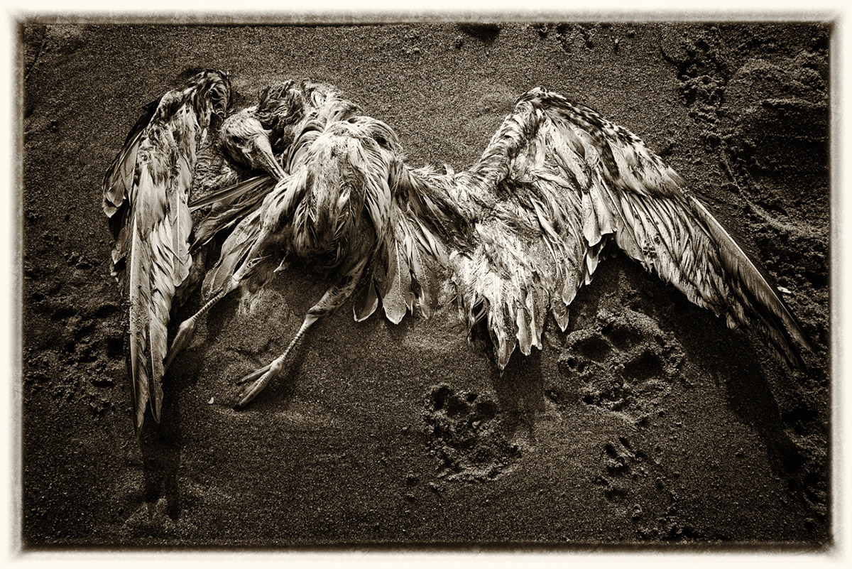 Eddy Verloes, Dead bird