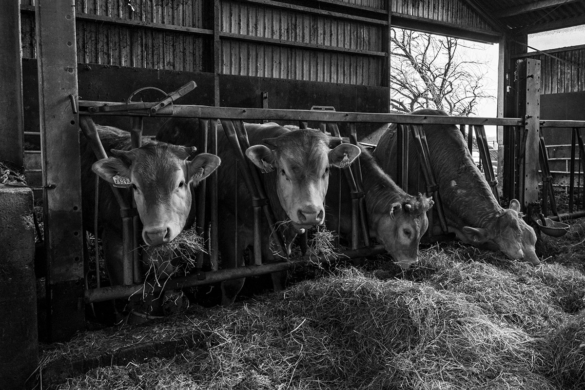 Rob Godfried, De Eilandstal