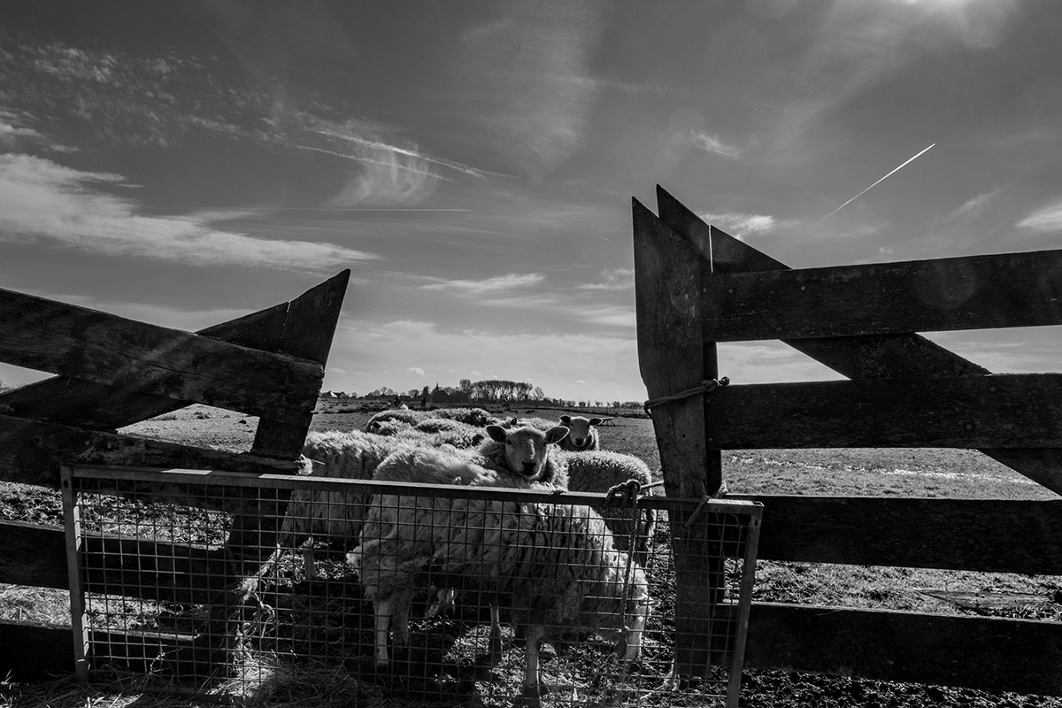 Rob Godfried, De Eilandstal