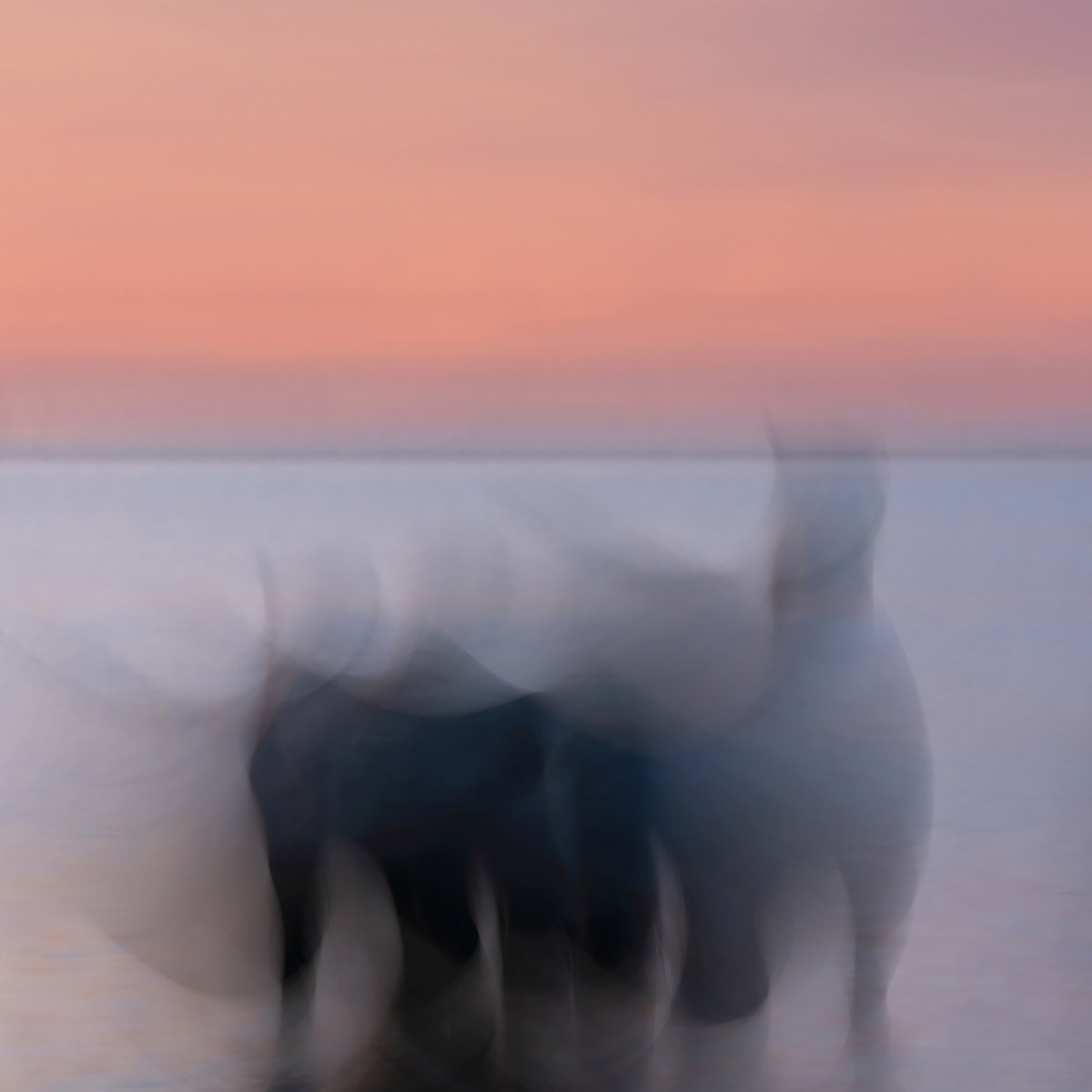 Marja Driessens-Diessel, Ochtendpaarden