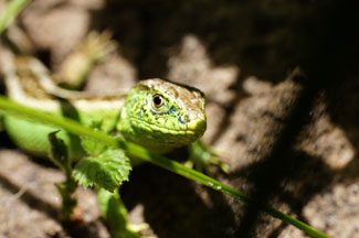 Dieren in de Duinen