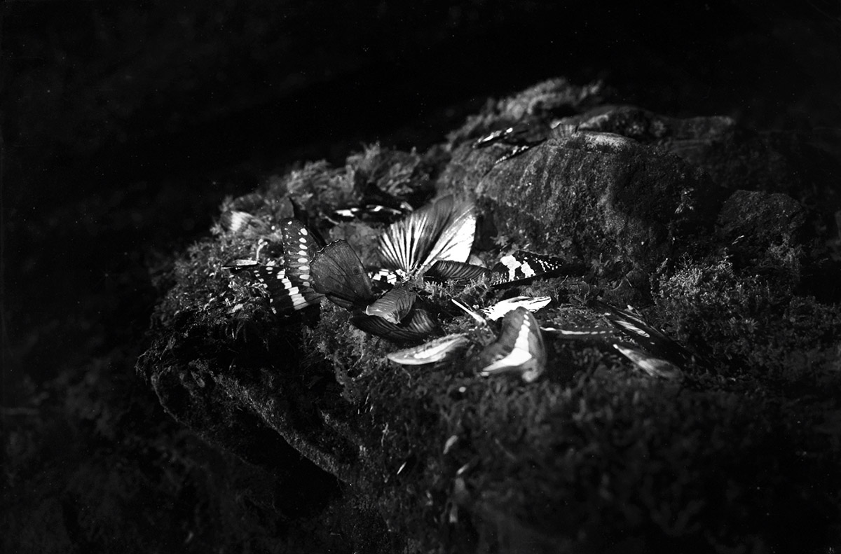 Jip Mus, From the series Modded Mimesis