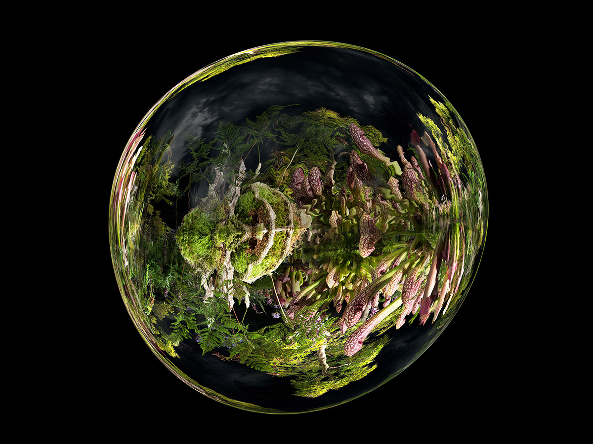 Van Veen & Mus, Sarracenia Obscura 1, Water Gems