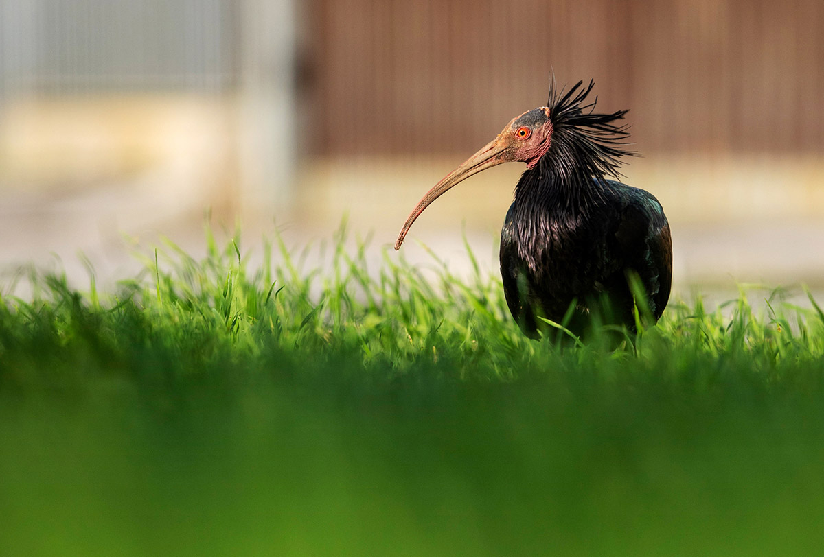 Over leven en uitsterven - vier vogels, vier verhalen