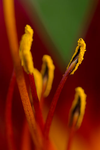 Fotoclub FC Silhouet exposeert vrij werk in Gilze.
