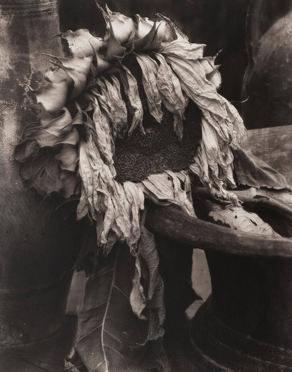 Inspired by Steichen