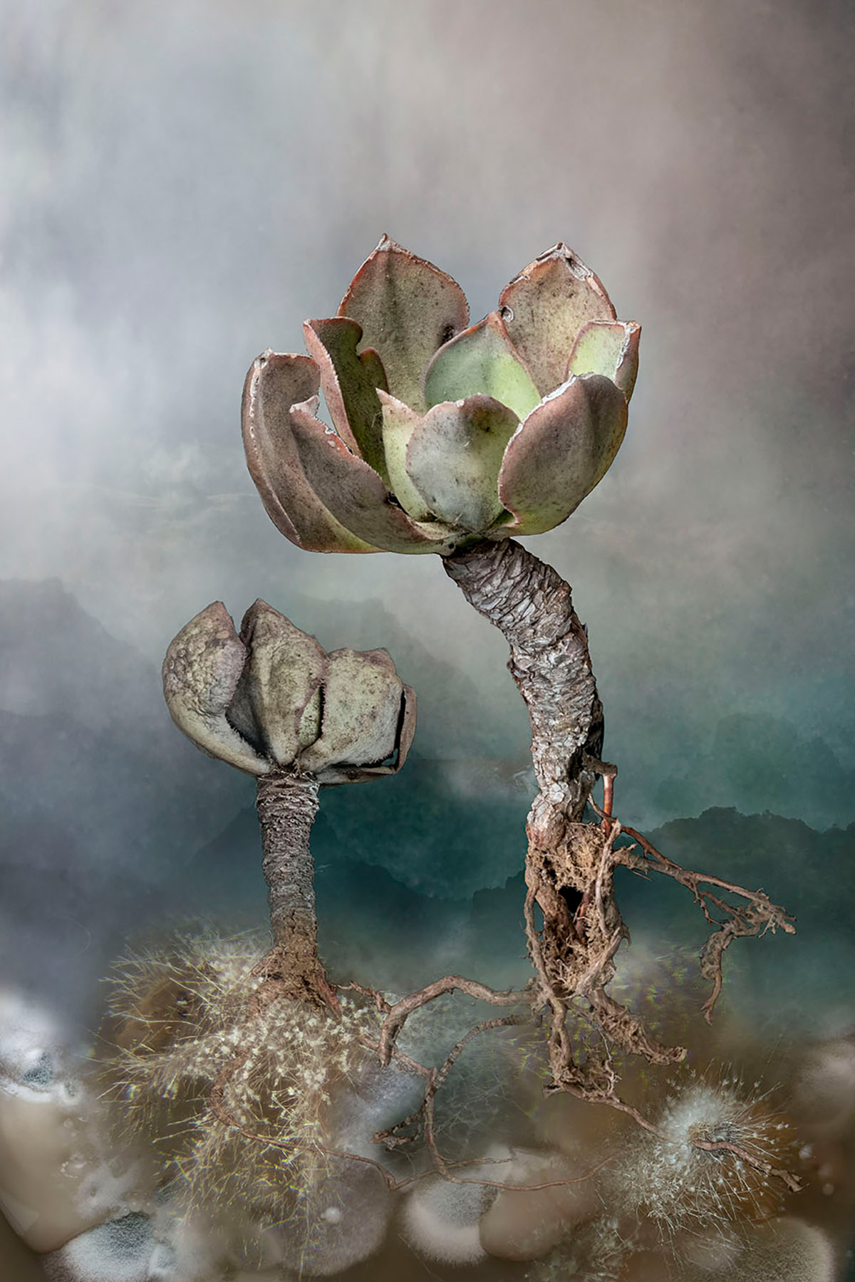 Tineke van der Pouw Kraan