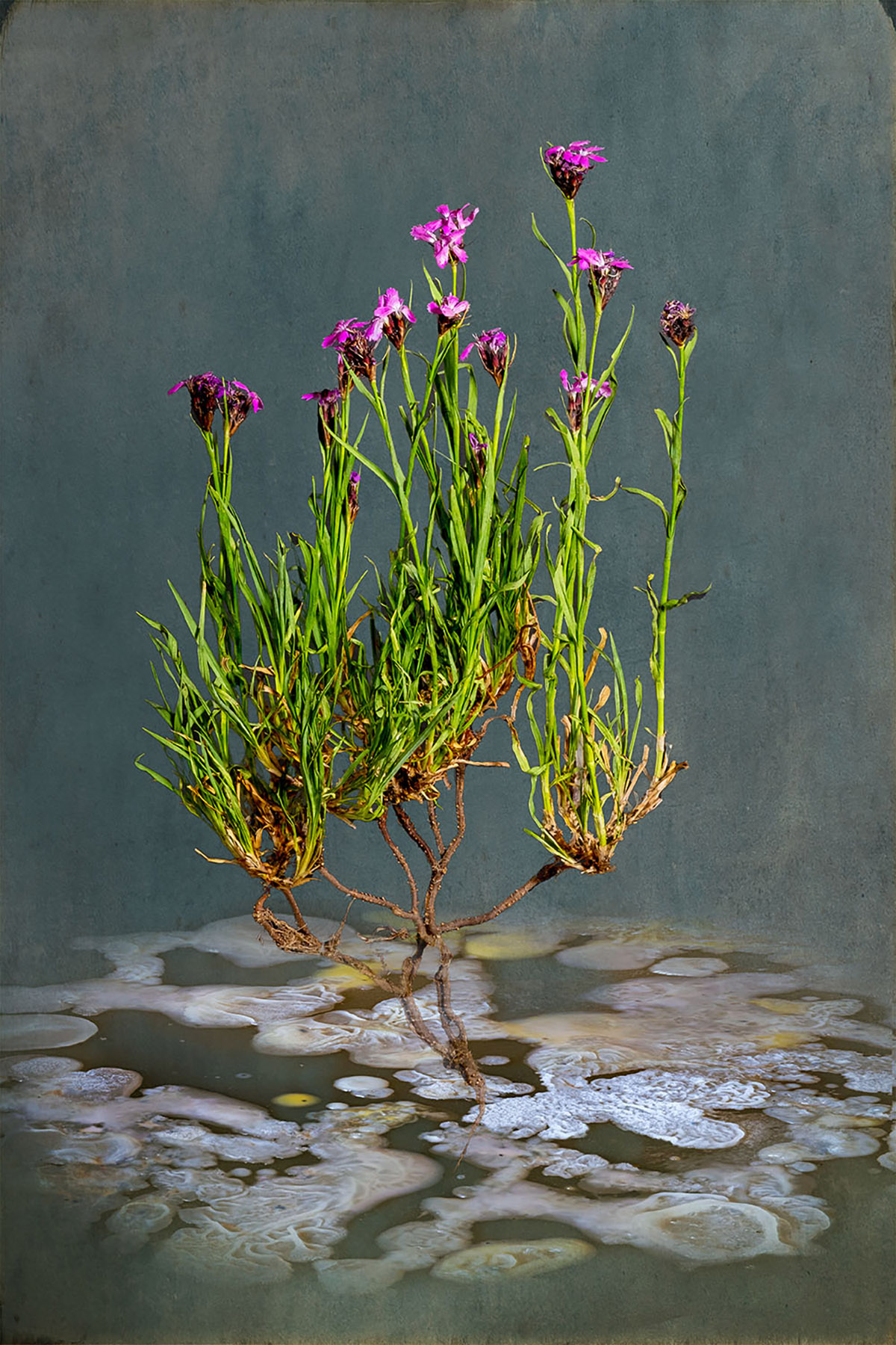 Tineke van der Pouw Kraan