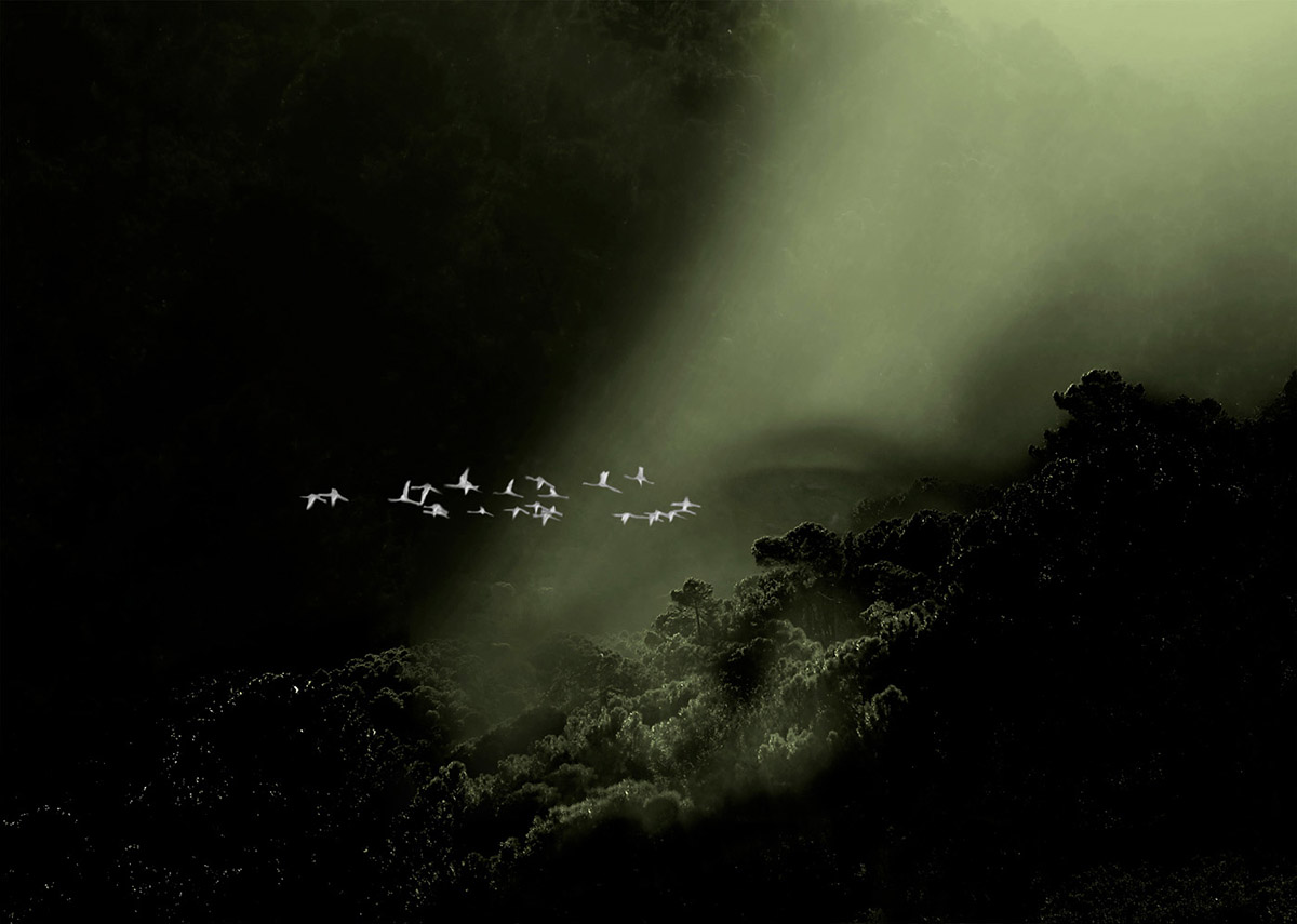 Annemarie Van Buuren, Flamingos