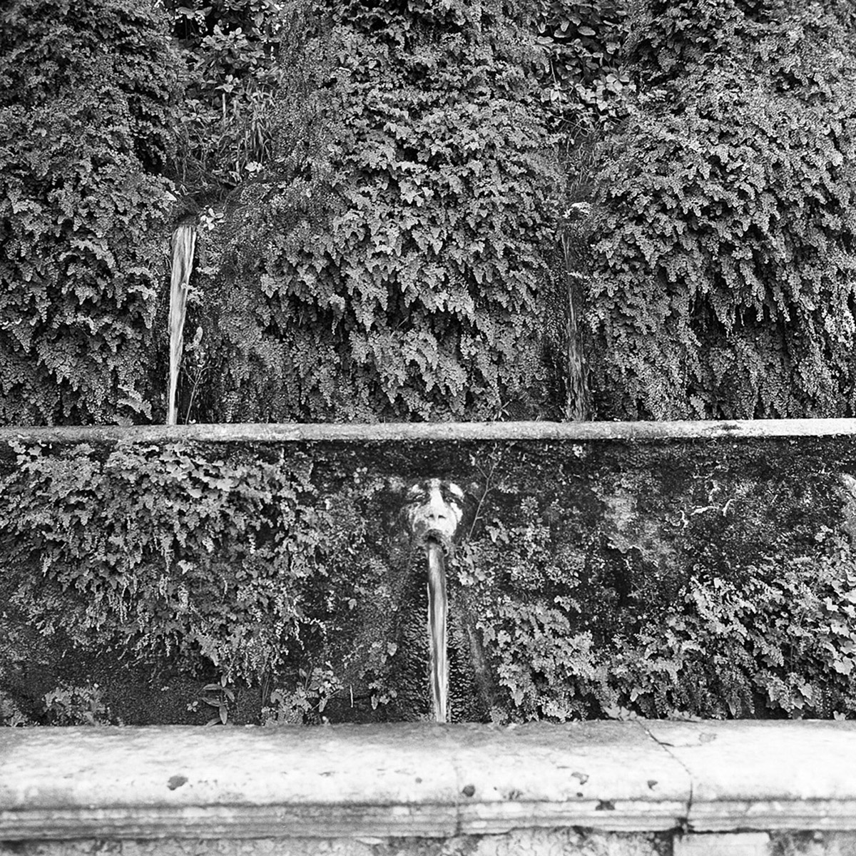 Olga Rook, Projections