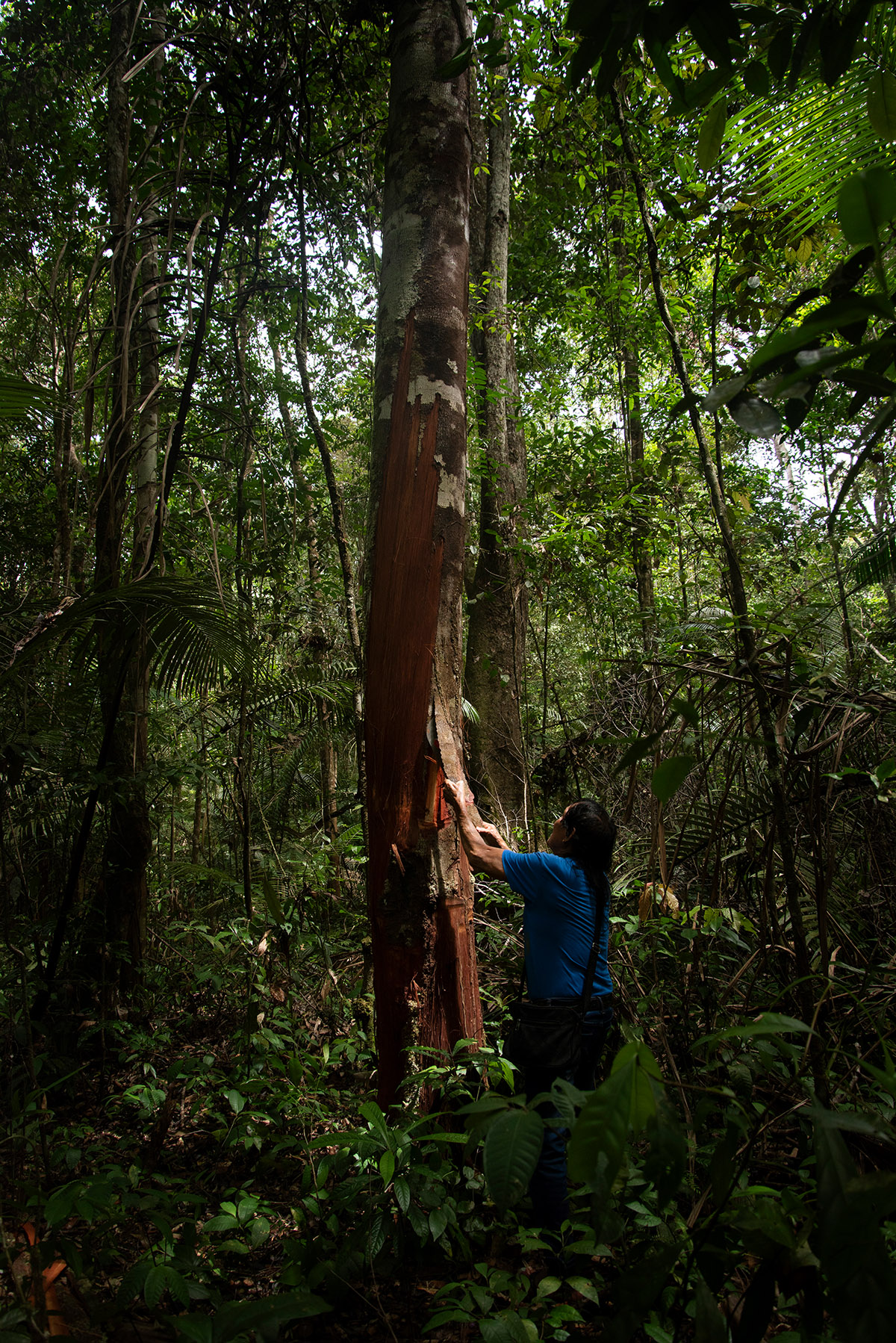 Michelle Piergoelam, Amasina, Fourteen Leaves and a Cup of Water (2024)