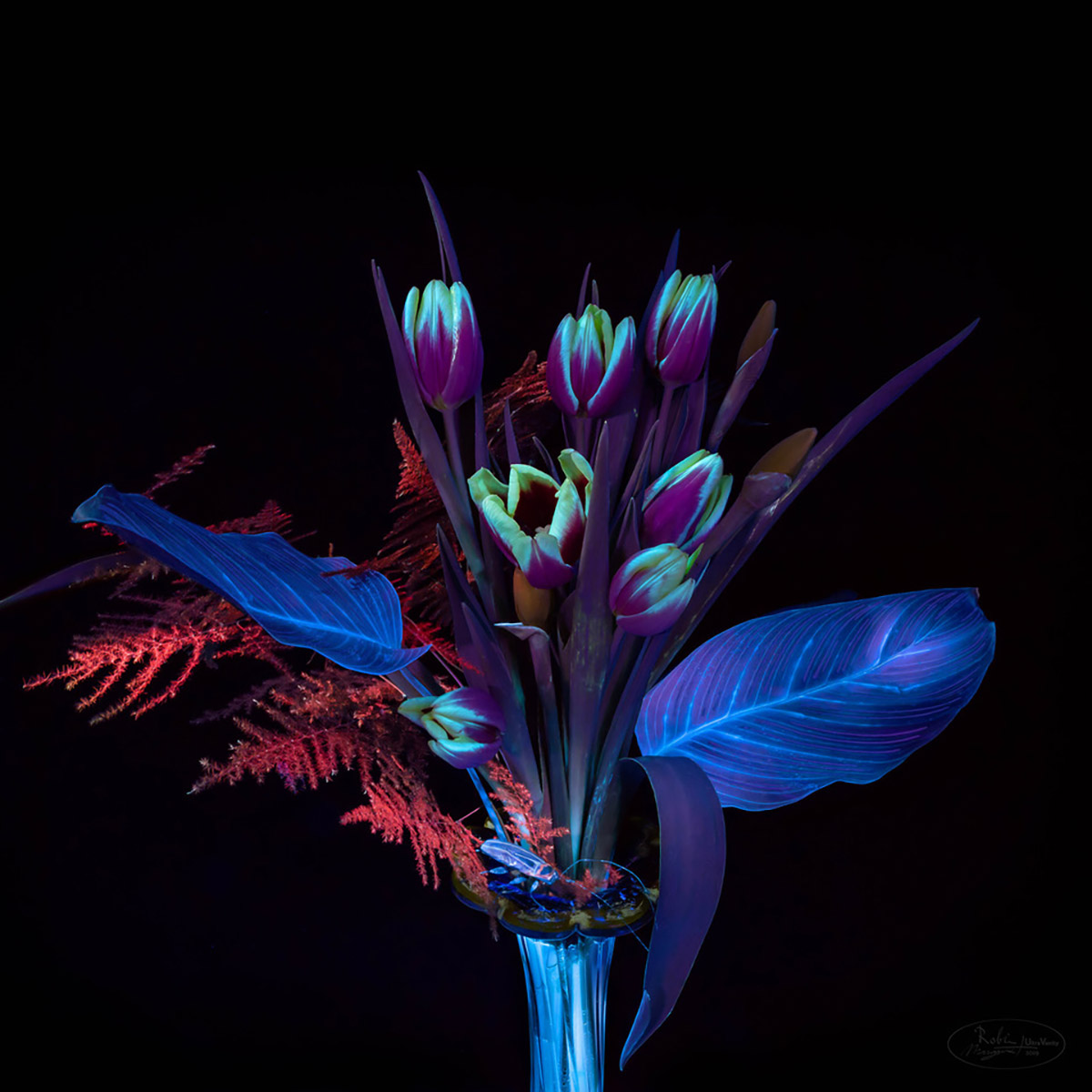 Robin Noorda en Margot van de Stolpe, Red Fern