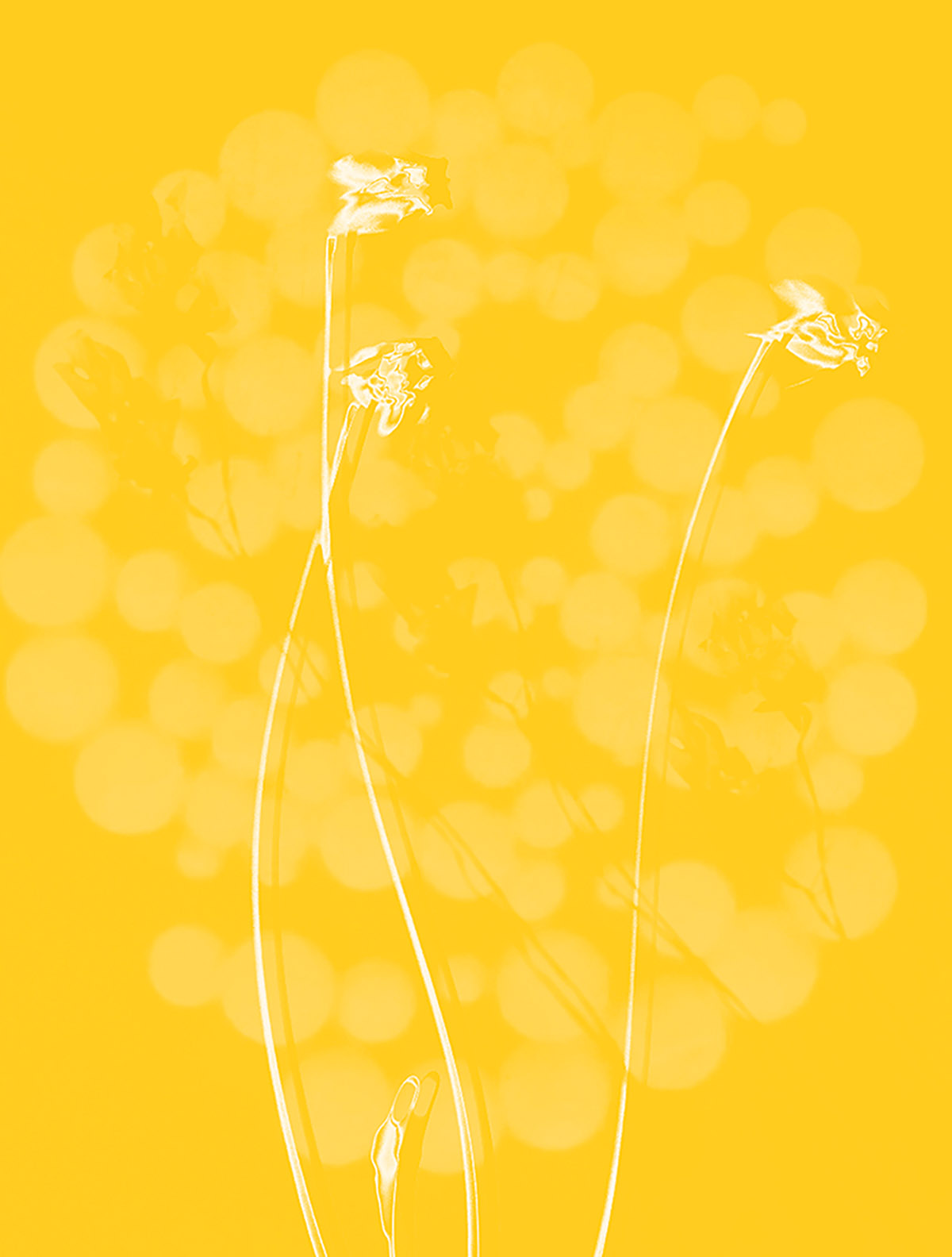 Linda Grool, Virum Ignotum