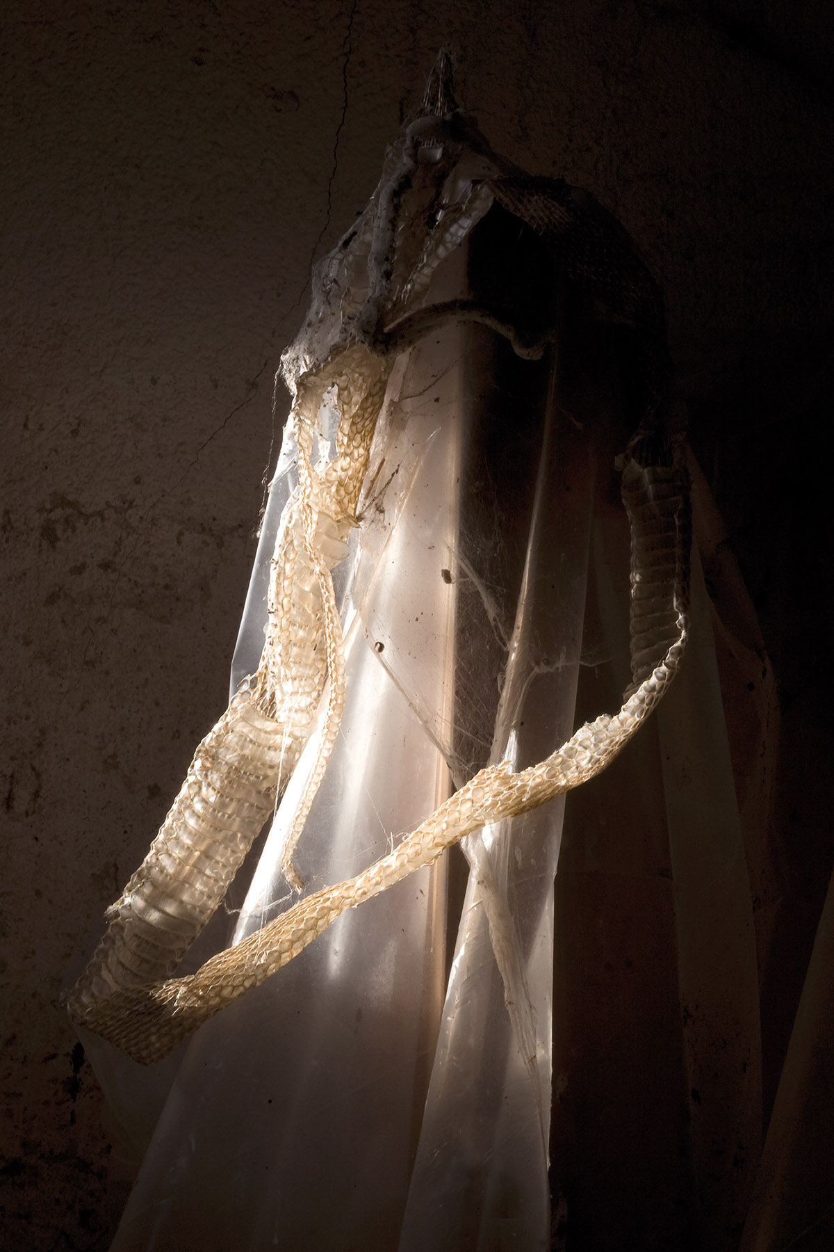 Rieja van Aart, Royal