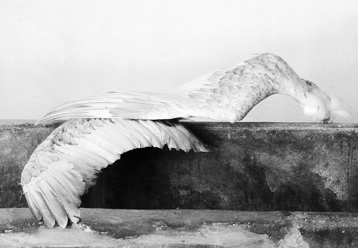 Rieja van Aart, Swan