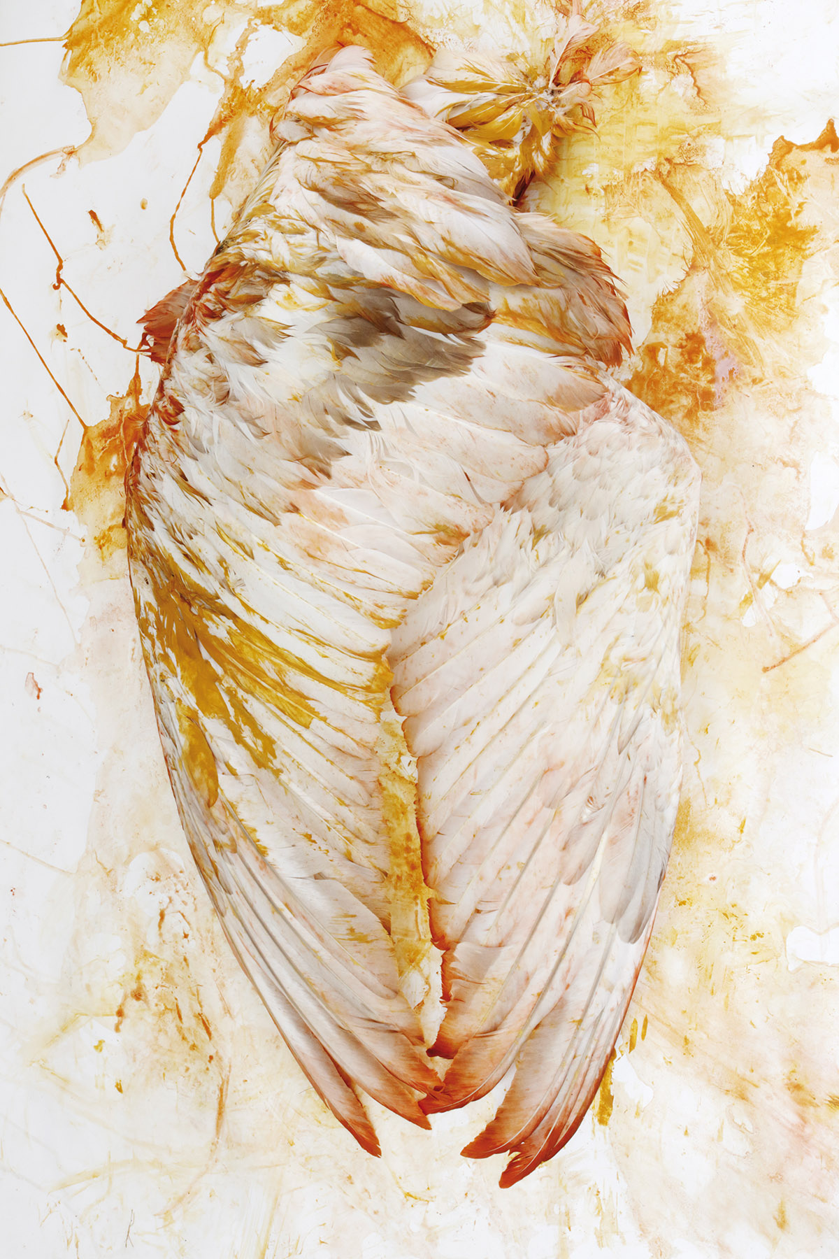 Rieja van Aart, Swan