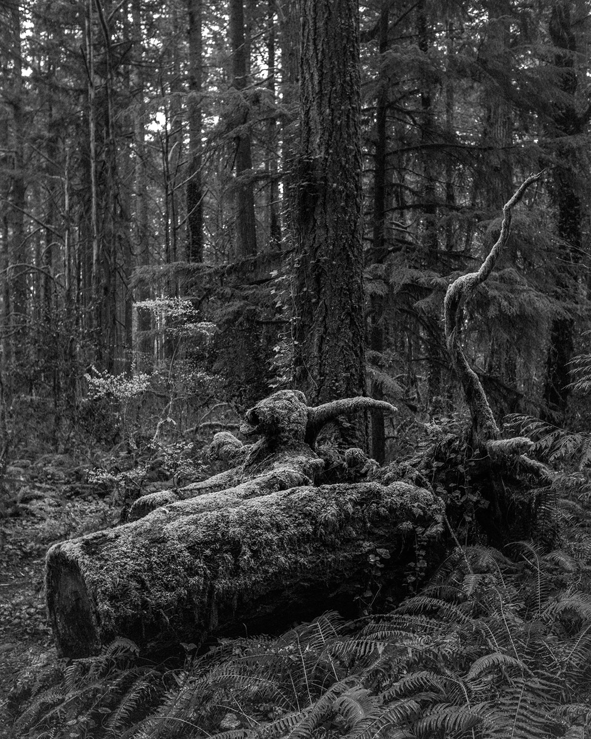 Marc Nolte, Battle Ground USA