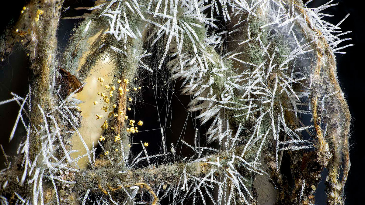 Tineke van der Pouw Kraan, Wij Zijn Natuur