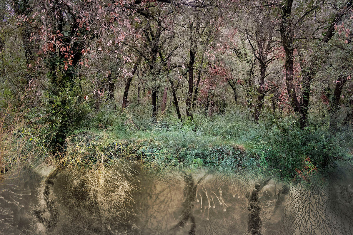 Tineke van der Pouw Kraan, Wij Zijn Natuur