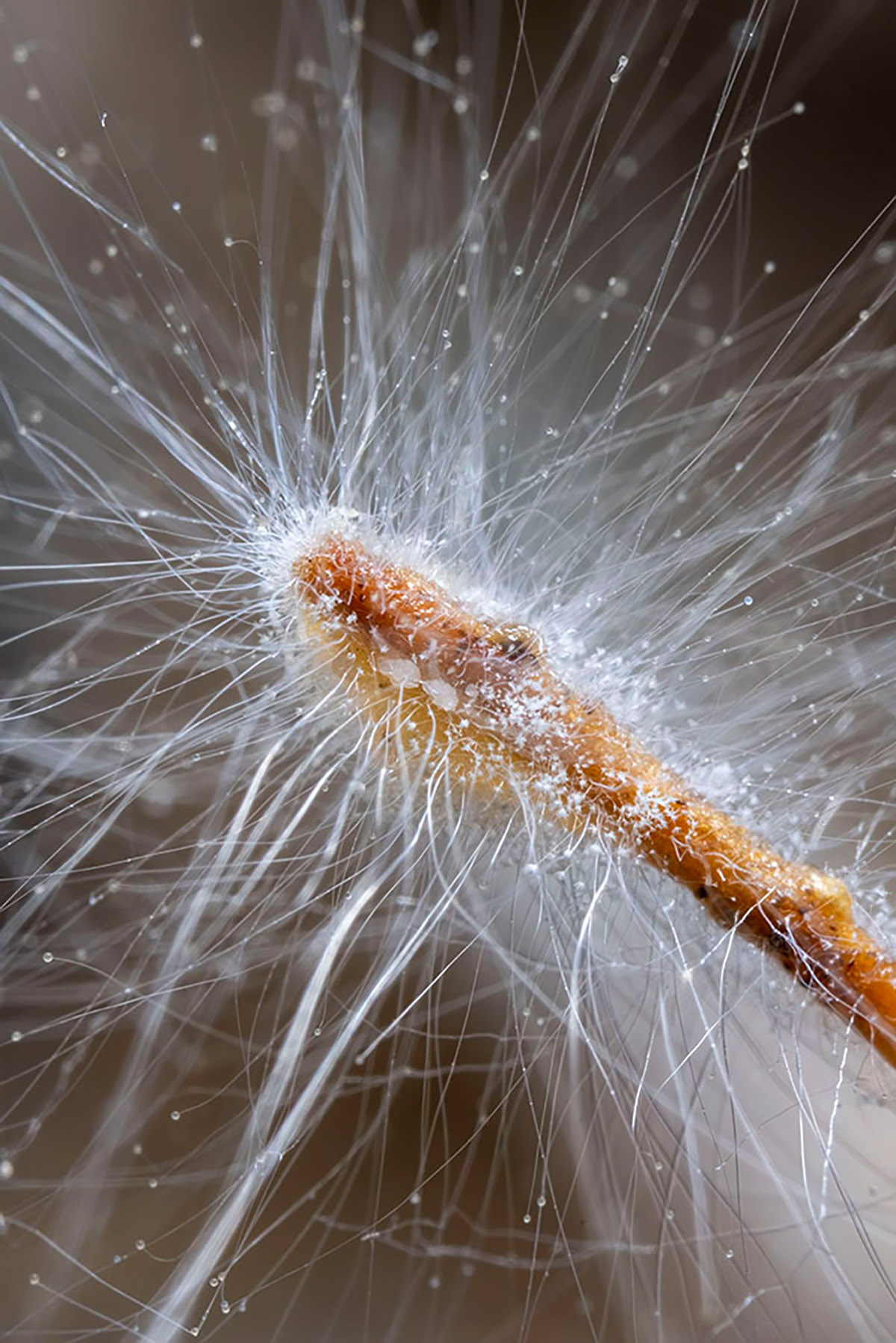 Tineke van der Pouw Kraan, Wij Zijn Natuur