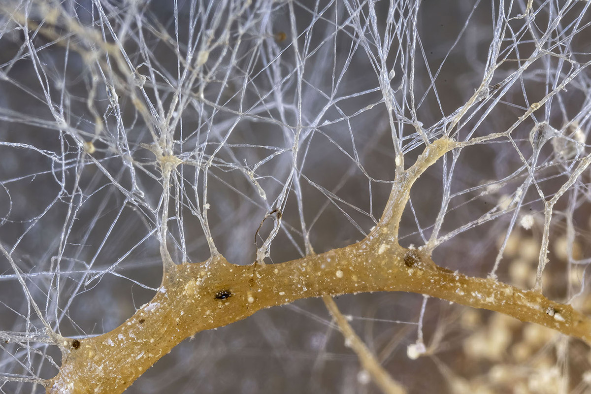 Tineke van der Pouw Kraan, Wij Zijn Natuur