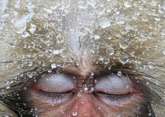 Wildlife Photographer of the Year 2012