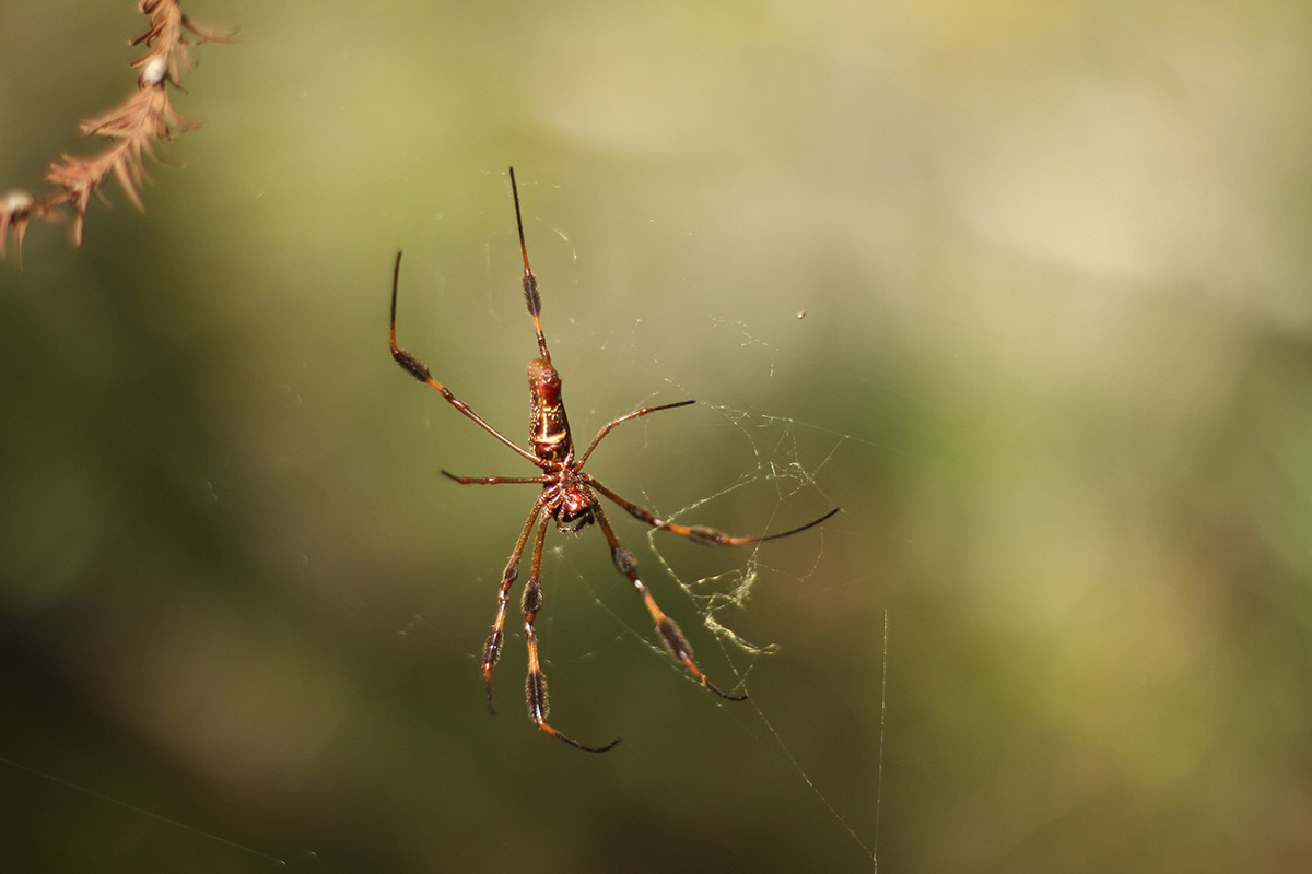 Jacob Dwyer, Donovan Garcia (2016)
