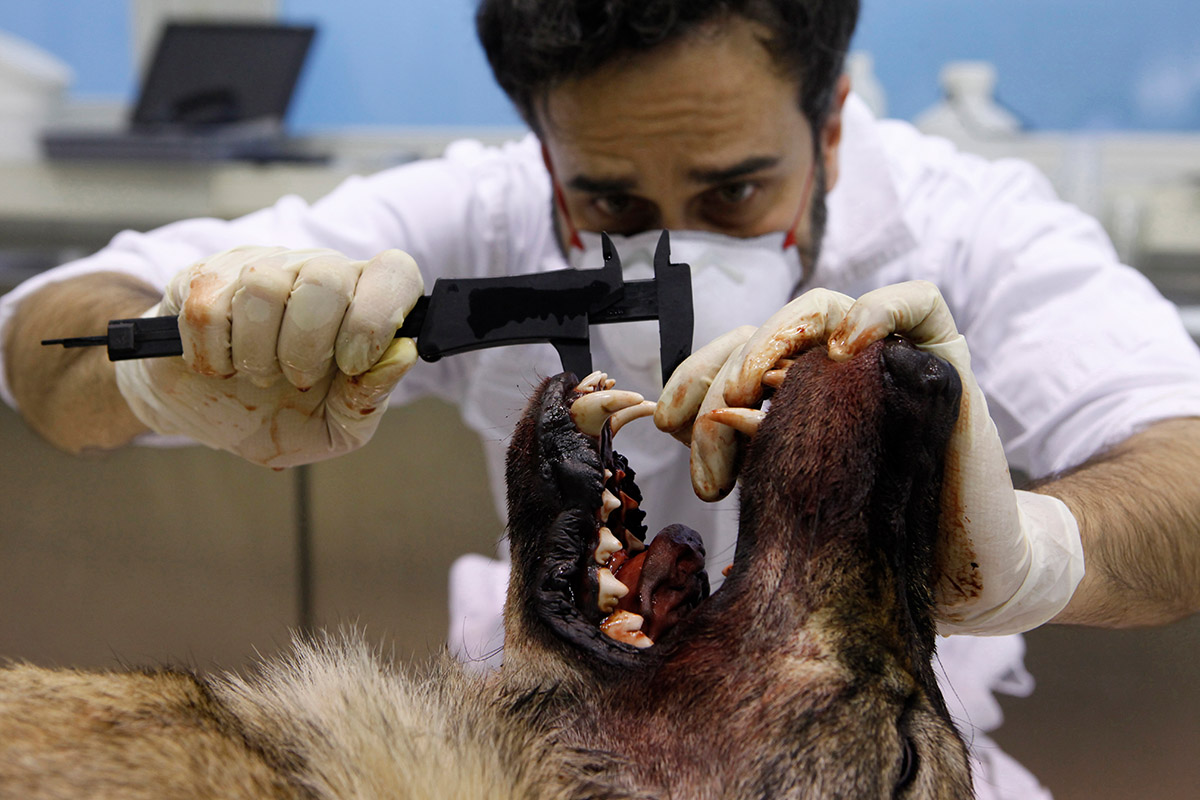Zilveren Camera, Natuur en Wetenschap | serie 1e prijs, Dode wolven dienen de wetenschap, Marielle van Uitert, In het Leibniz Institute for Zoo and Wildlife