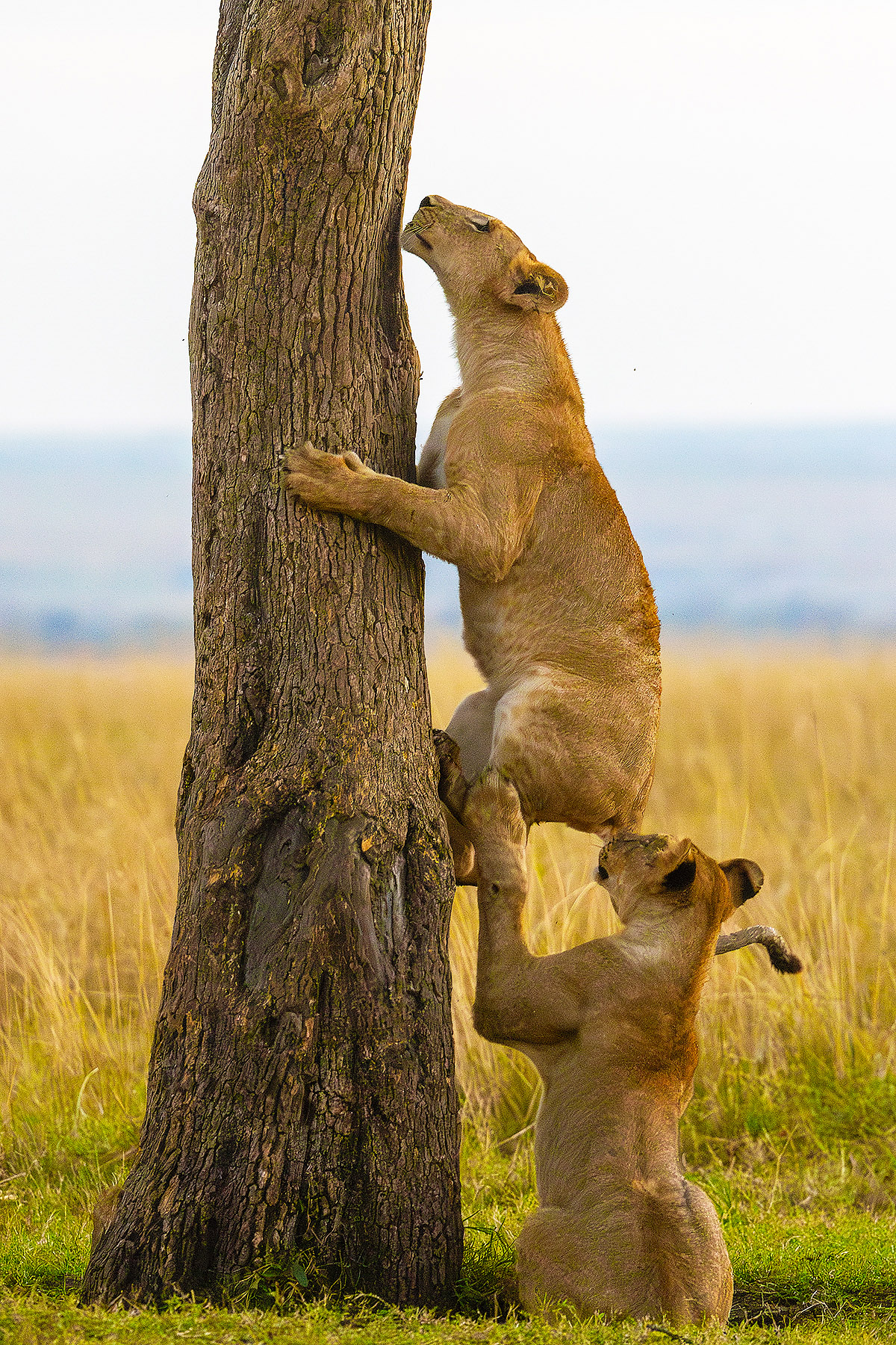 Bhargava Srivari, Go give it a try, Nikon Comedy Wildlife Awards