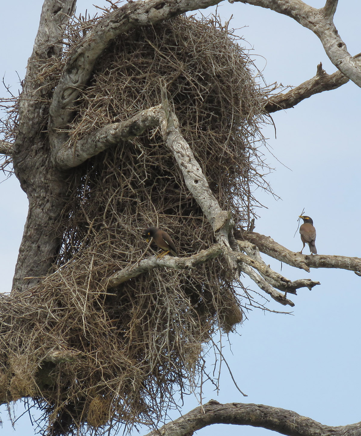 Brian Hempstead, I HATE IKEA, Nikon Comedy Wildlife Awards
