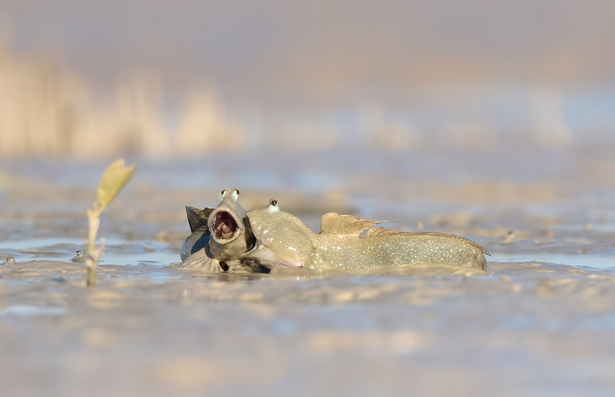 Emma Parker, Laugh like no one is watching, Nikon Comedy Wildlife Awards