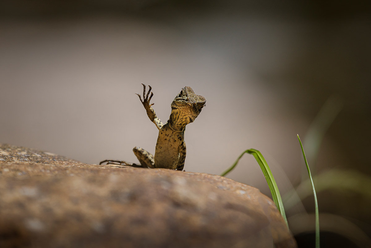 Trevor Rix, Waving Dragon, Nikon Comedy Wildlife Awards