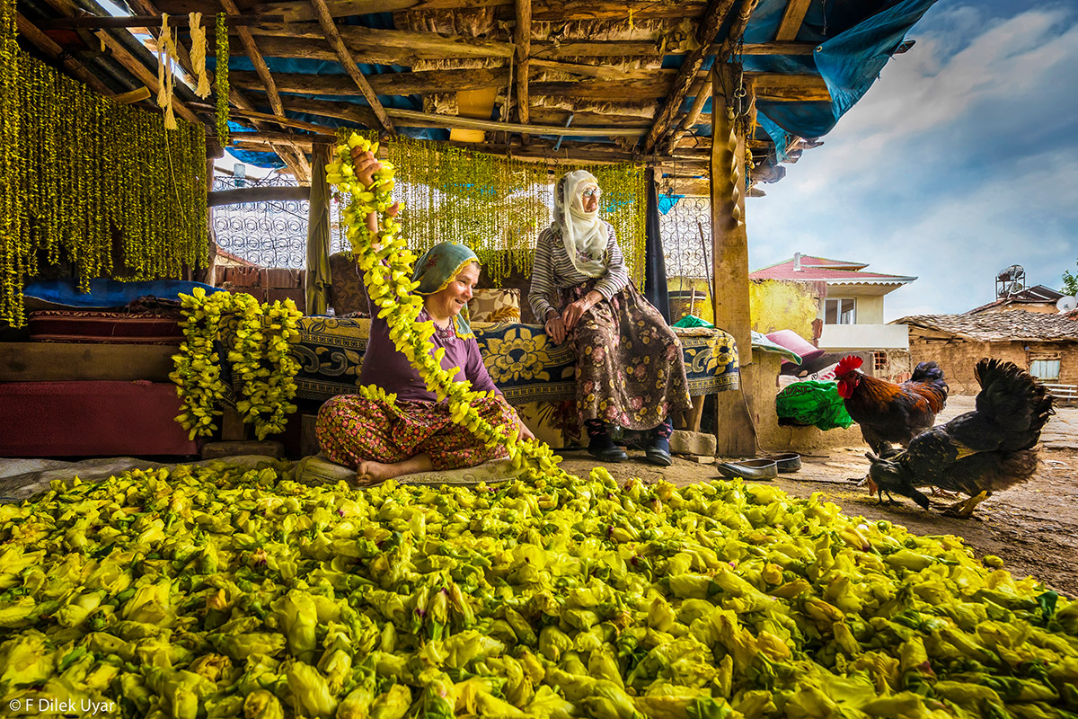 F Dilek Uyar, Harvest, Drying Okra, 2021 Pink Lady&reg; Food Photographer of the Year