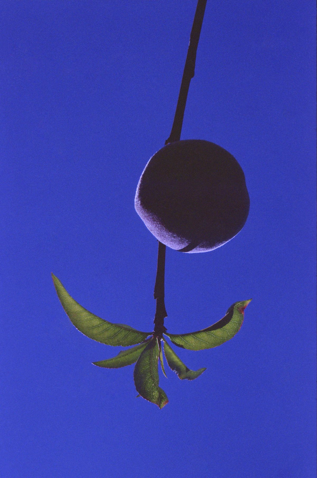 Marisol Mendez, Durazno 2019